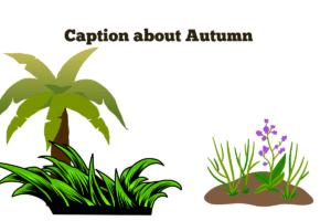 Caption about Autumn